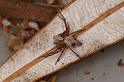 Oxyopes_rubicundus_D7866_Z_89_North Stradbroke island_Australie